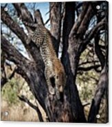 A Beautiful #leopard In The Acrylic Print
