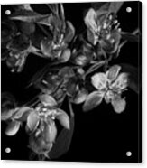 A Black And White Spring Acrylic Print
