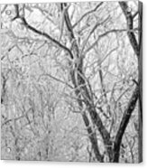 A Black And White Winter Acrylic Print