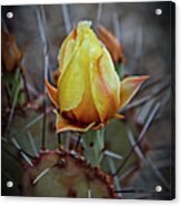 A Bud In The Thorns Acrylic Print
