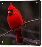 A Cardinal In January Acrylic Print