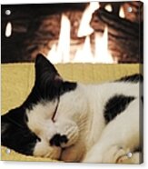 A Catnapping Cat Acrylic Print