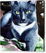 A Classy Blue Tuxedo - Cat Portrait Acrylic Print