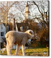 A Colonial Lamb In The Spring Acrylic Print