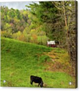 A Country Morning Acrylic Print