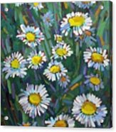 A Daisy A Day Acrylic Print