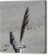 A Feather In Time Acrylic Print