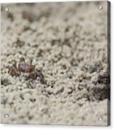 A Fiddler Crab In The Sand Acrylic Print