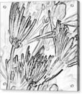 A Flower Sketch Acrylic Print