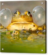 A Frog's Life Acrylic Print