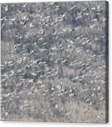 A Gathering Of Snow Geese Acrylic Print