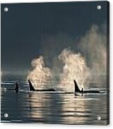A Group Of Orca  Killer  Whales Come Acrylic Print