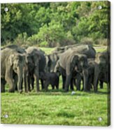 A Herd Of Elephants With Young Acrylic Print