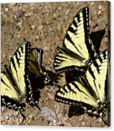 A Kaleidoscope Of Swallowtails Acrylic Print