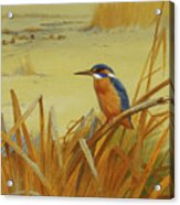 A Kingfisher Amongst Reeds In Winter Acrylic Print