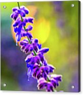 A Lavender Evening Acrylic Print