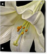 A Lily For Easter Acrylic Print