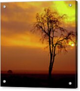A Lone Tree At Sunset Acrylic Print