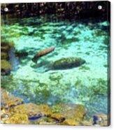 A Manatee Calf And Cow Acrylic Print