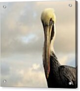 A Pelican's Portrait Acrylic Print