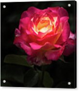 A Rose For Love Acrylic Print