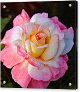 A Rose For You Acrylic Print