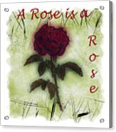 A Rose Acrylic Print