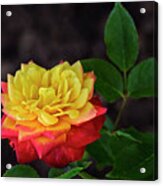 A Rose Acrylic Print