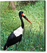 A Saddlebill Stork Acrylic Print