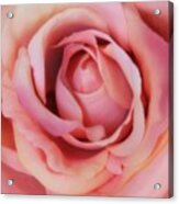 A Silk Rose By Any Other Name Acrylic Print