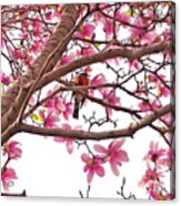 A Songbird In The Magnolia Tree - Square Acrylic Print