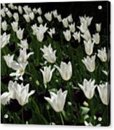 A Study In Black And White Tulips Acrylic Print