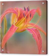 A Thing Of Beauty Lasts Only For A Day. Acrylic Print