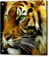 A Tiger's Stare Acrylic Print