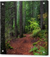 A Walk In The Forest Acrylic Print