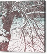 A Winter Tree Acrylic Print