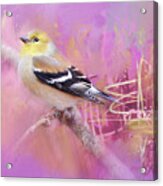 Abstract Goldfinch Acrylic Print