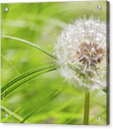 Abstract Grass And Dandelion Acrylic Print
