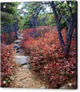 Acadia National Park Acrylic Print