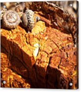 Acorns - The Cycle Of Life Continues Acrylic Print