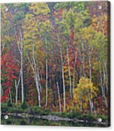 Adirondack Birch Foliage Acrylic Print