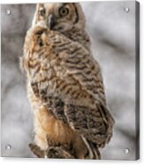 Adolescent Owl 09.... Acrylic Print