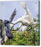 Aerial Battle Between Tricolored Heron And Snowy Egret Acrylic Print