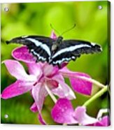 African Blue Banded Swallowtail Butterfly Acrylic Print