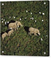 African Elephant Parents And Two Calves Acrylic Print