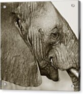 African Elephant Profile  Duotoned Acrylic Print