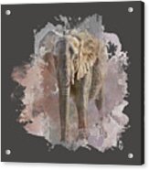 African Elephant - Transparent Acrylic Print