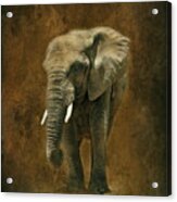 African Elephant With Textures Acrylic Print
