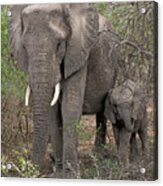 African Elephants Acrylic Print