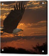African Fish Eagle At Sunset Acrylic Print